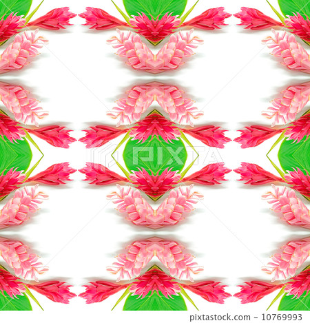 Ginger flower 10769993