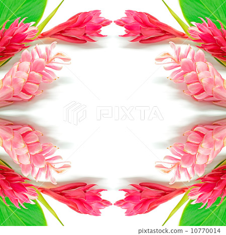 Ginger flower 10770014