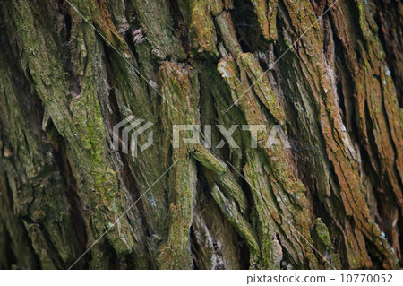 Bark Tree texture in nature Bark Tree texture in nature 10770052