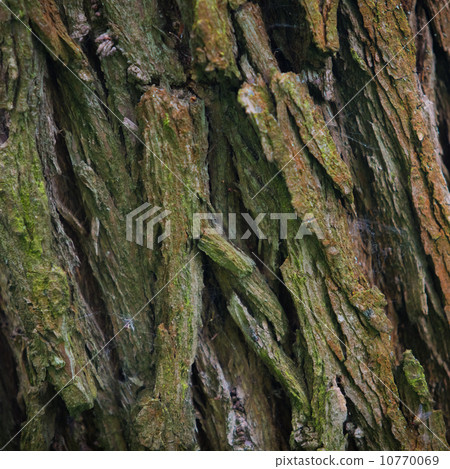 Bark Tree texture in nature 10770069