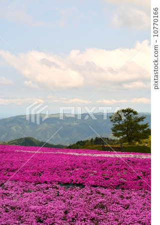 Spring grass cherry hill of Charentacean Plateau Spring grass cherry hill of Charentacean Plateau 10770166
