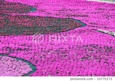 Spring grass cherry hill of Charentacean Plateau Spring grass cherry hill of Charentacean Plateau 10770172