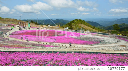 Spring grass cherry hill of Charentacean Plateau 10770177
