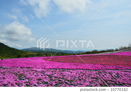 Spring grass cherry hill of Charentacean Plateau 10770182