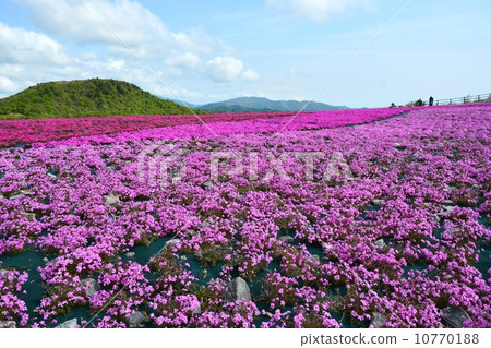 Spring grass cherry hill of Charentacean Plateau Spring grass cherry hill of Charentacean Plateau 10770188