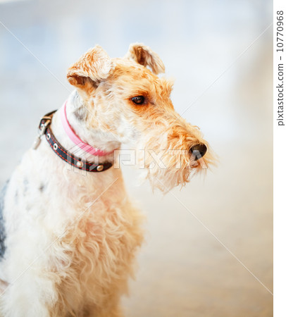 Wire Fox Terrier 10770968