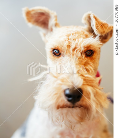 Wire Fox Terrier 10770969