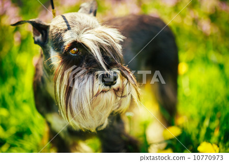 Miniature Schnauzer Dog Sitting In Green Grass Outdoor 10770973
