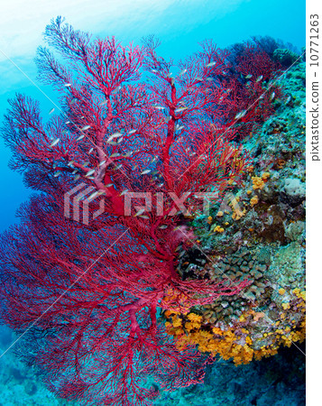 軟珊瑚 軟珊瑚 10771263