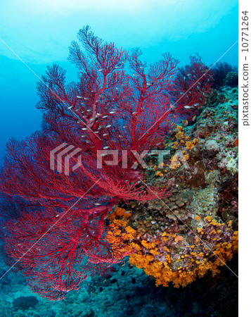 軟珊瑚 10771264