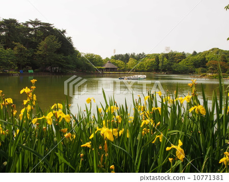 Cotton landing pond 10771381