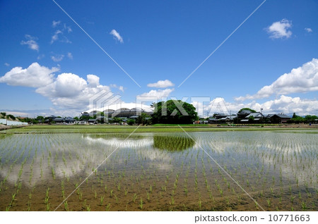Paddy field in Niigata City Paddy field in Niigata City 10771663