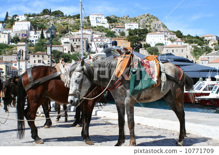 Horse of Idola Island in Greece 10771709
