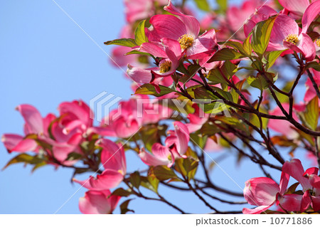  山茱萸花 10771886