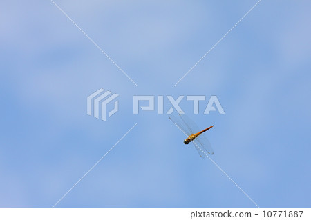 Usubakitombo blue sky 10771887