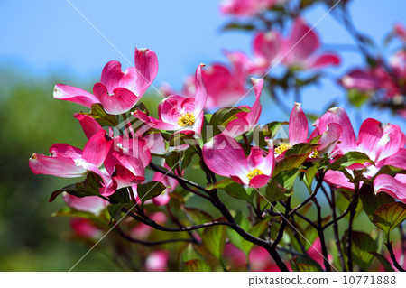  山茱萸花 10771888