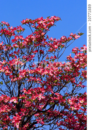  山茱萸花 10771889