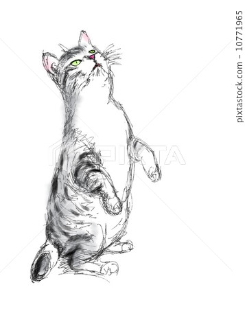 貓的插圖水彩風格 貓的插圖水彩風格 10771965