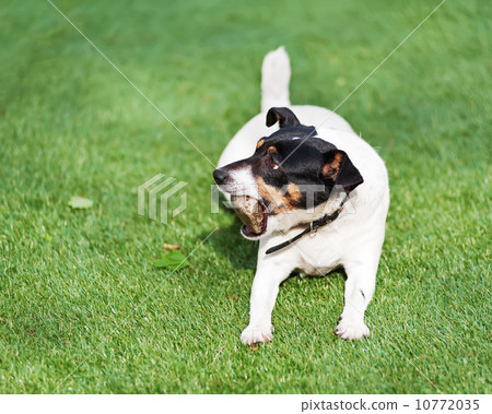 Jack Russell Terrier dog on nature background. Jack Russell Terrier dog on nature background. 10772035