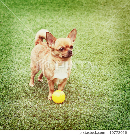 Red chihuahua dog on green grass. 10772036