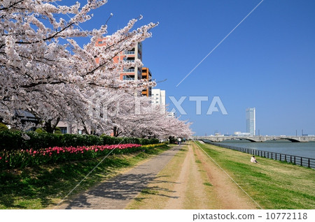 Sakura Namiki of the Yasuragi Embankment 10772118