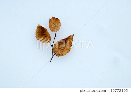 Hornbeam twig 10772195
