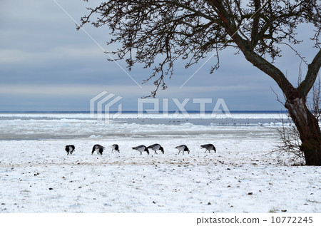 Grazing geese in snow - early birds Grazing geese in snow - early birds 10772245