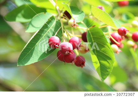 六月漿果 10772307