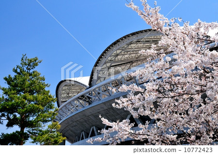 Cherry Blossom Big Swan 10772423