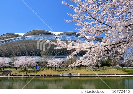 Cherry Blossom Big Swan 10772440