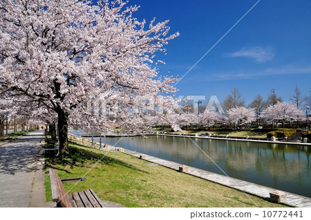 新潟縣體育公園的櫻花 10772441