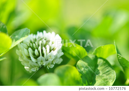 Early spring Early spring 10772576