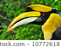 Header image of Hornbill. 10772618