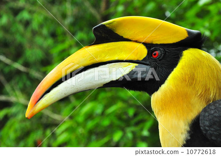 Header image of Hornbill. Header image of Hornbill. 10772618