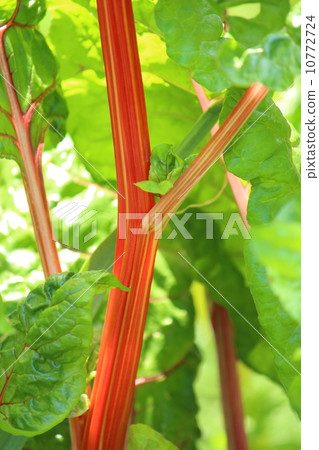 Rhubarb Rhubarb 10772724