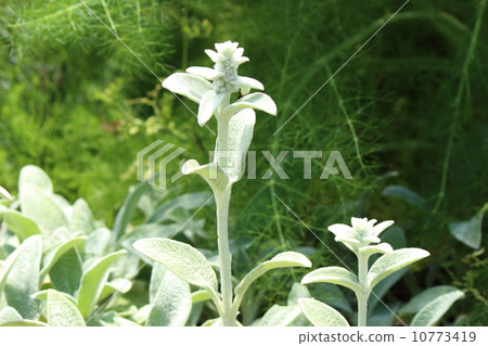 Rumzuya Rumzuya 10773419