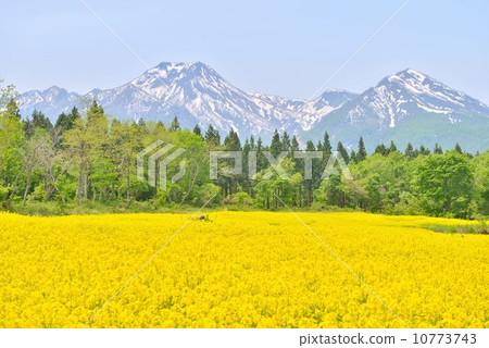 強姦花和妙高山 10773743