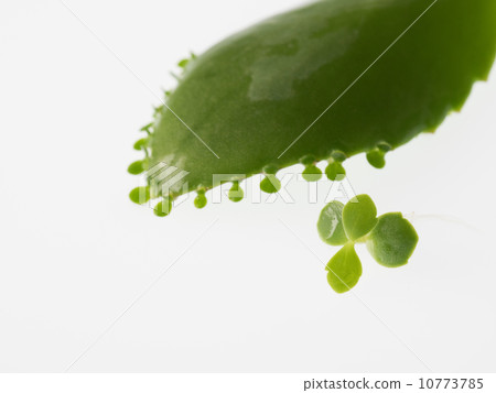 Mother leaf from which leaves emerge Mother leaf from which leaves emerge 10773785