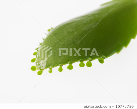 葉子出現的母葉 葉子出現的母葉 10773786