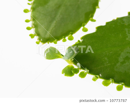葉子出現的母葉 葉子出現的母葉 10773787