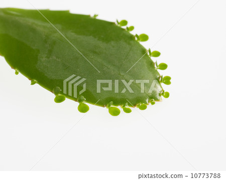 Mother leaf from which leaves emerge 10773788