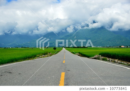 Fresh green rice  Fresh green rice 10773841