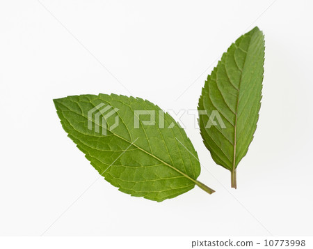 Aroma black peppermint Aroma black peppermint 10773998