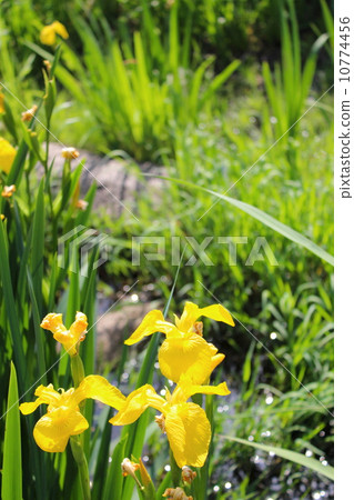 Sinsden公園的Kishoub 10774456