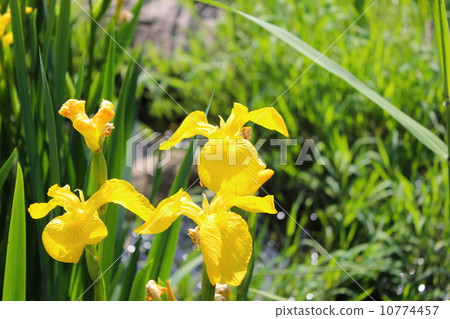 Kishoub of Sinsden Park Kishoub of Sinsden Park 10774457