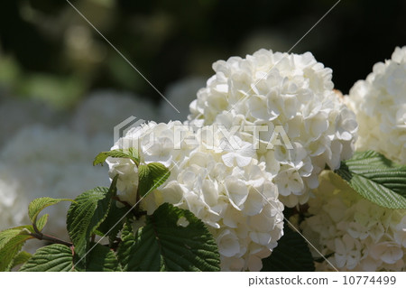 大老虎 大老虎 10774499