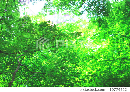 Momiji from spring to early summer Momiji from spring to early summer 10774522