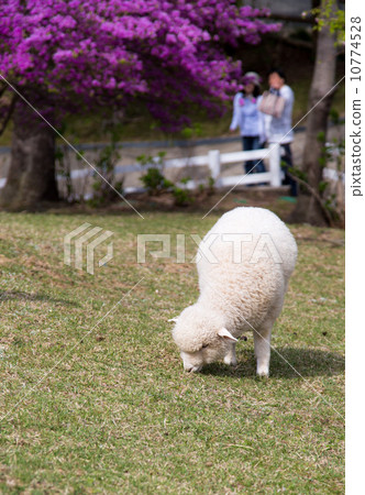 Sheep's baby 10774528