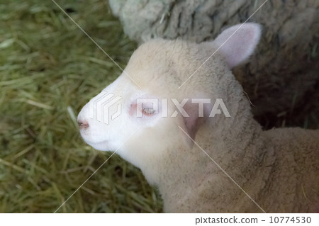 羊的寶寶 10774530