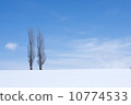 Poplar standing in winter 10774533